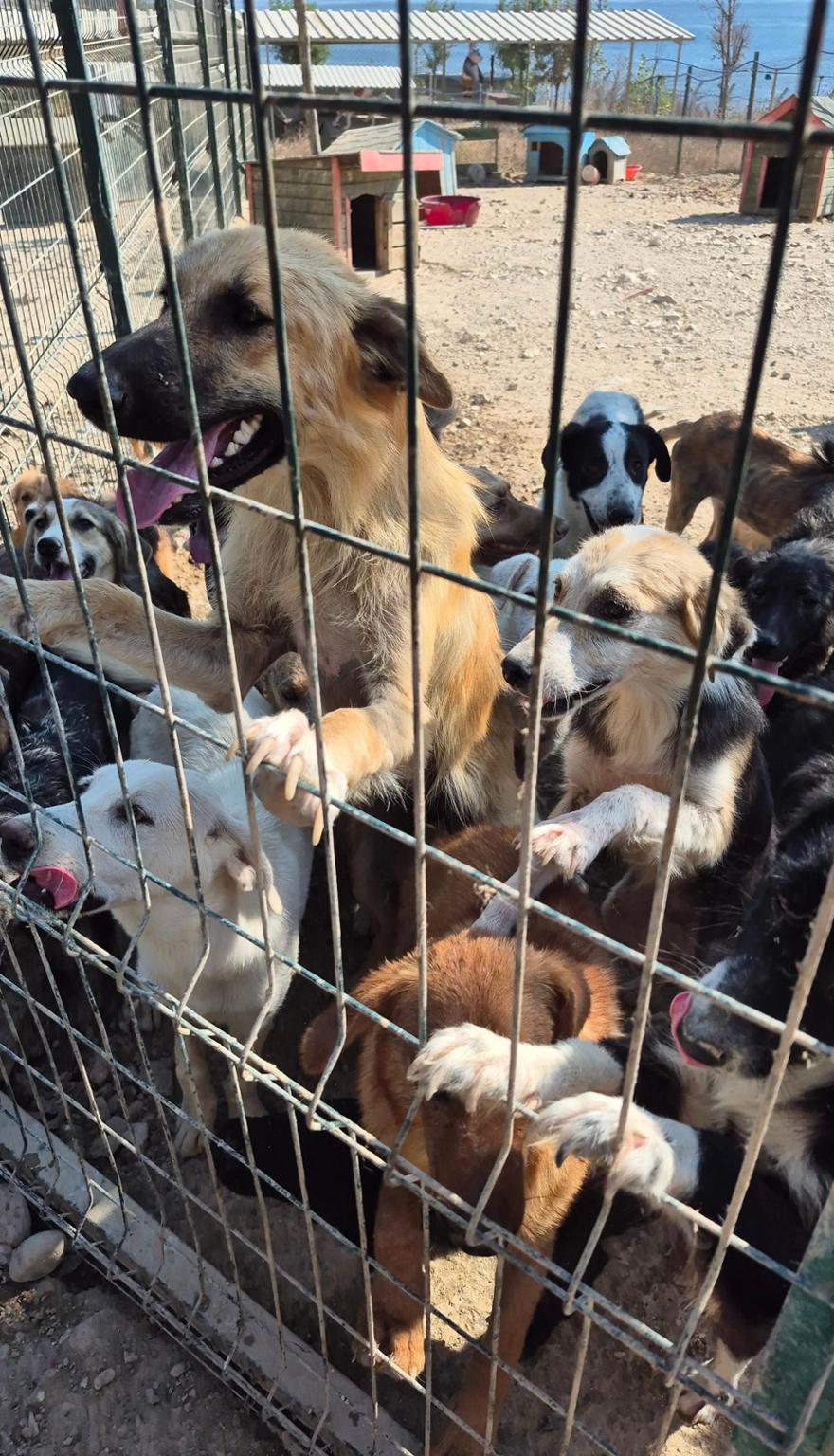 Wagging Tails Dog Rescue Istanbul