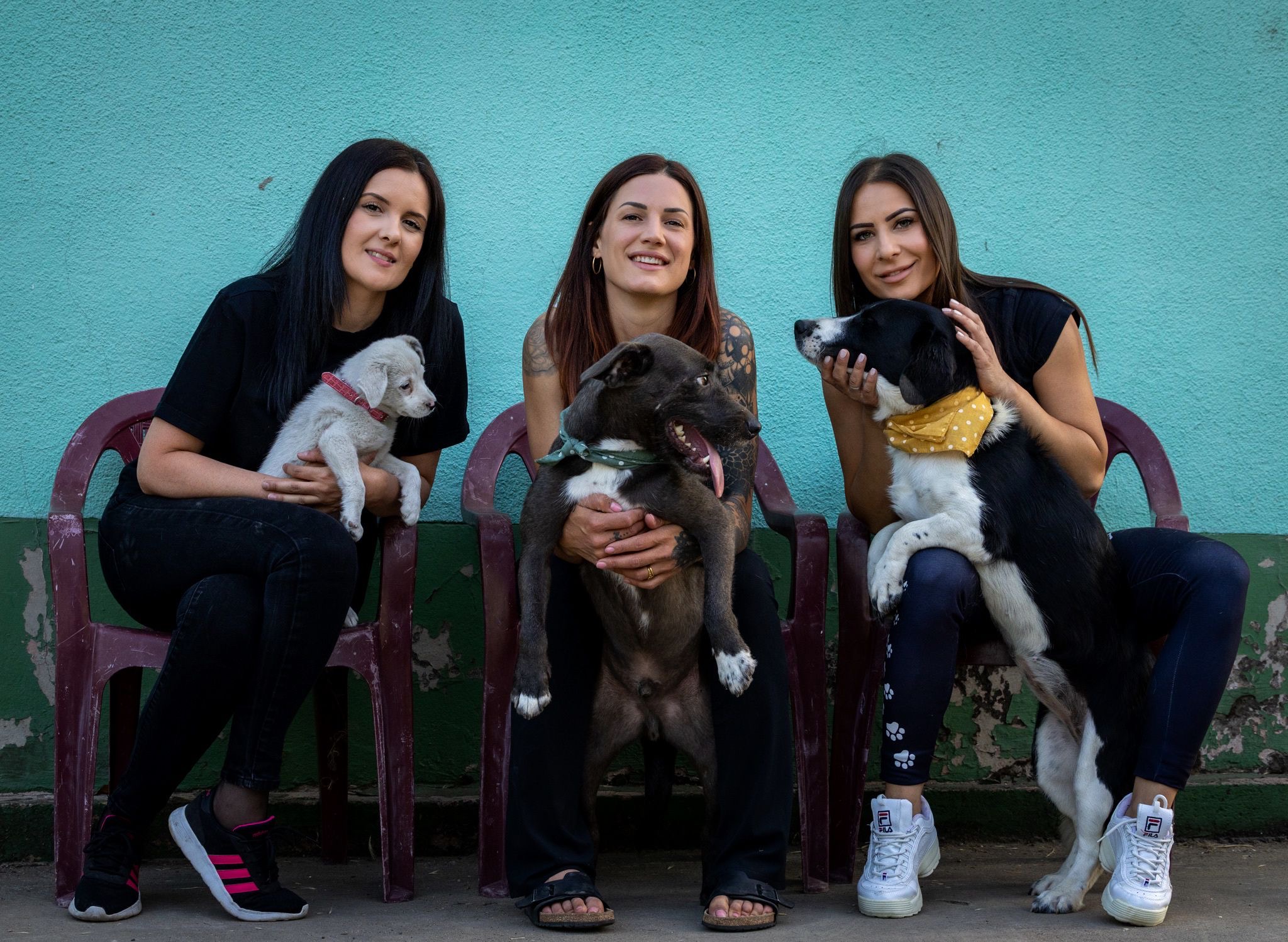 Strays in need Serbia - A Second Chance for Forgotten Paws