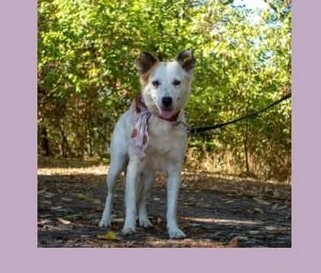 Association of Rescued paws- Bulgaria