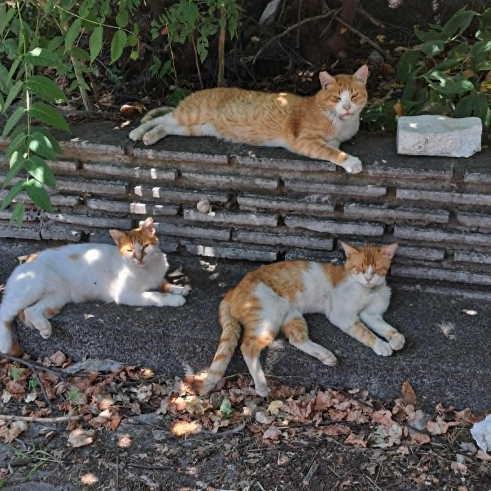 Association of Rescued paws- Bulgaria