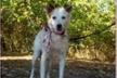 Association of Rescued paws- Bulgaria
