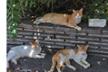 Association of Rescued paws- Bulgaria