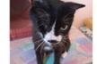 Association of Rescued paws- Bulgaria