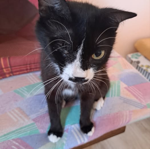 Association of Rescued paws- Bulgaria