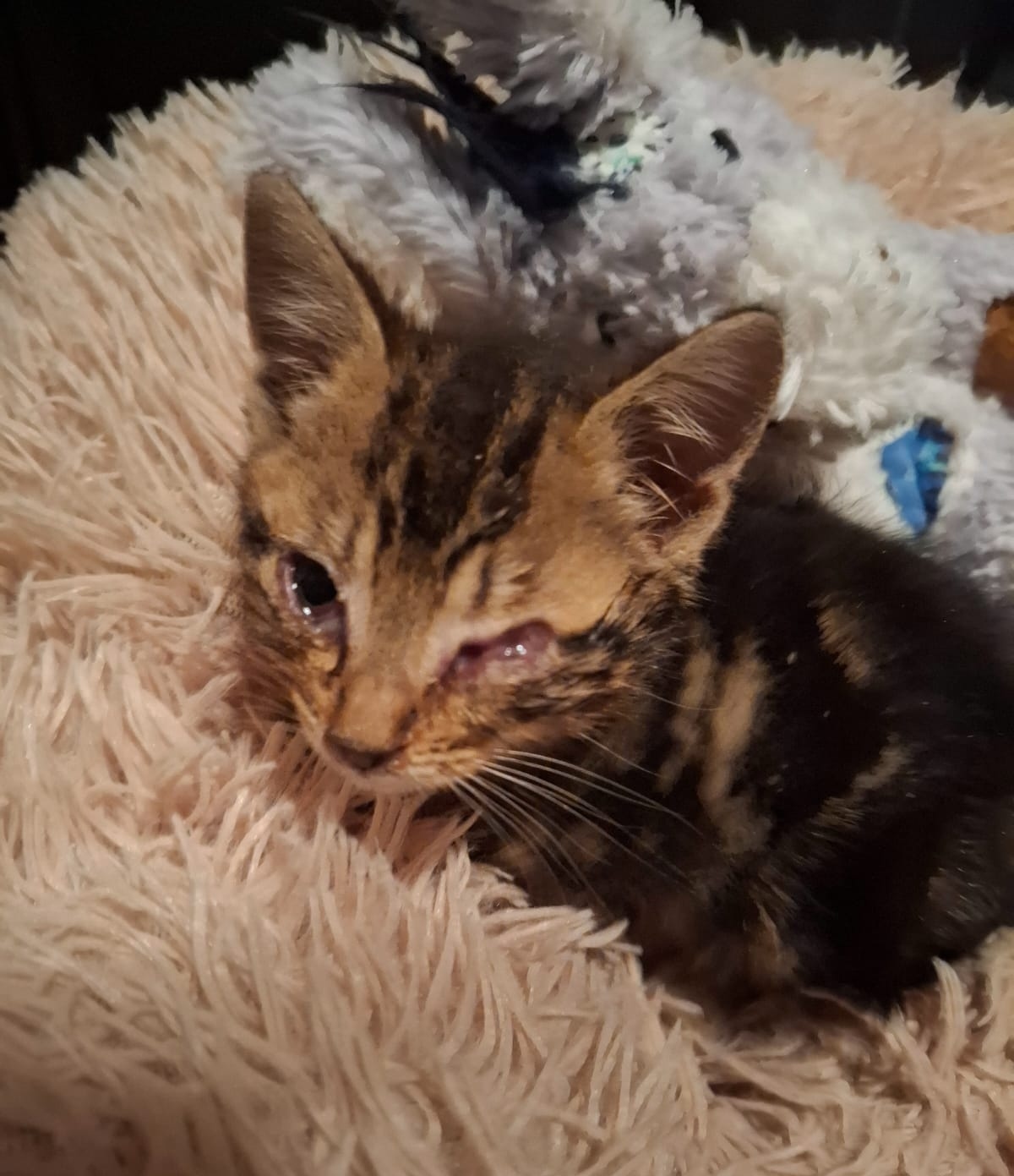 Les Amis des Chats 89