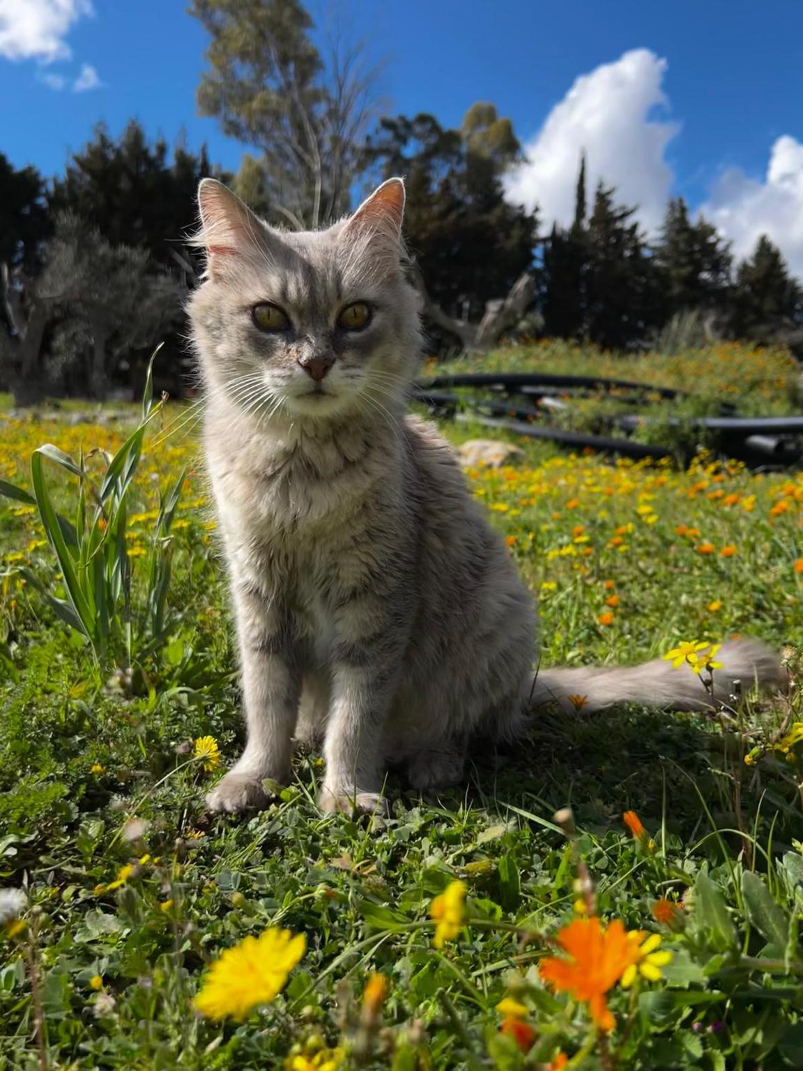 Kitty’s Meow Garden