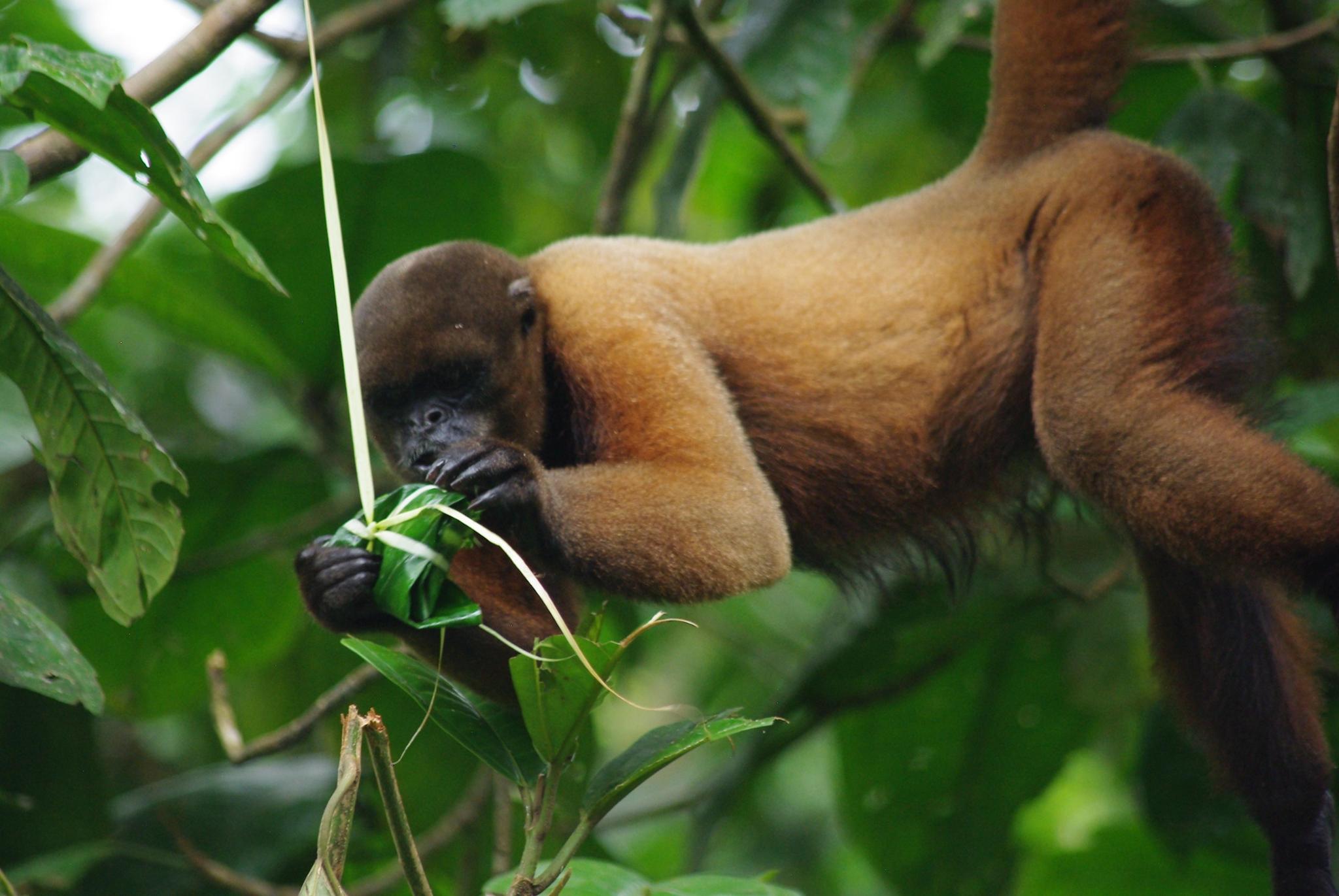 Amazoonico Wild Animal Rescue Center