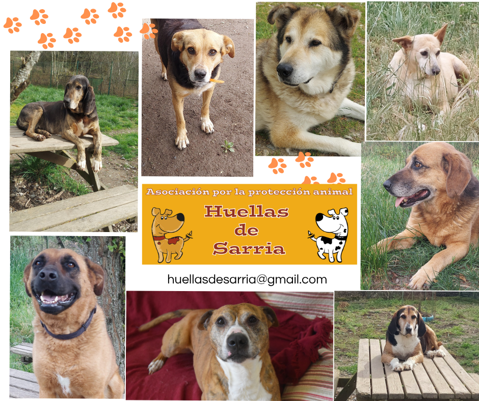 Huellas de Sarria