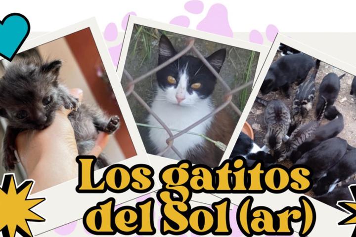Gatitos del Sol (ar)