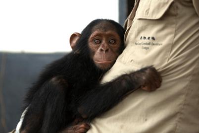 Your euro saves lives in Africa with the Jane Goodall Institute Your euro saves lives in Africa with the Jane Goodall Institute