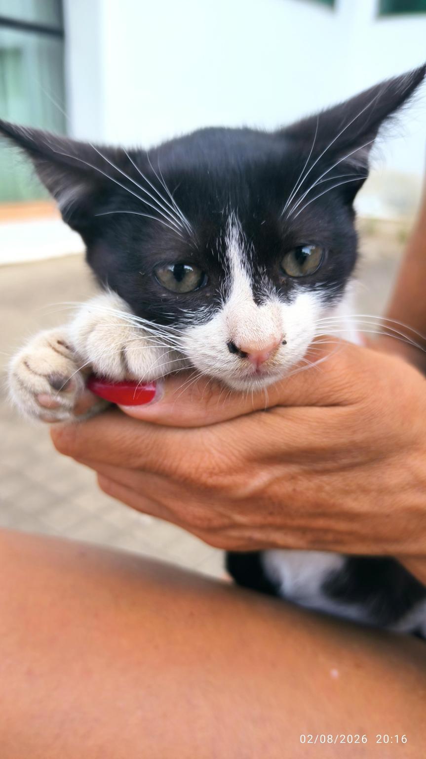Bigotitos Botoa