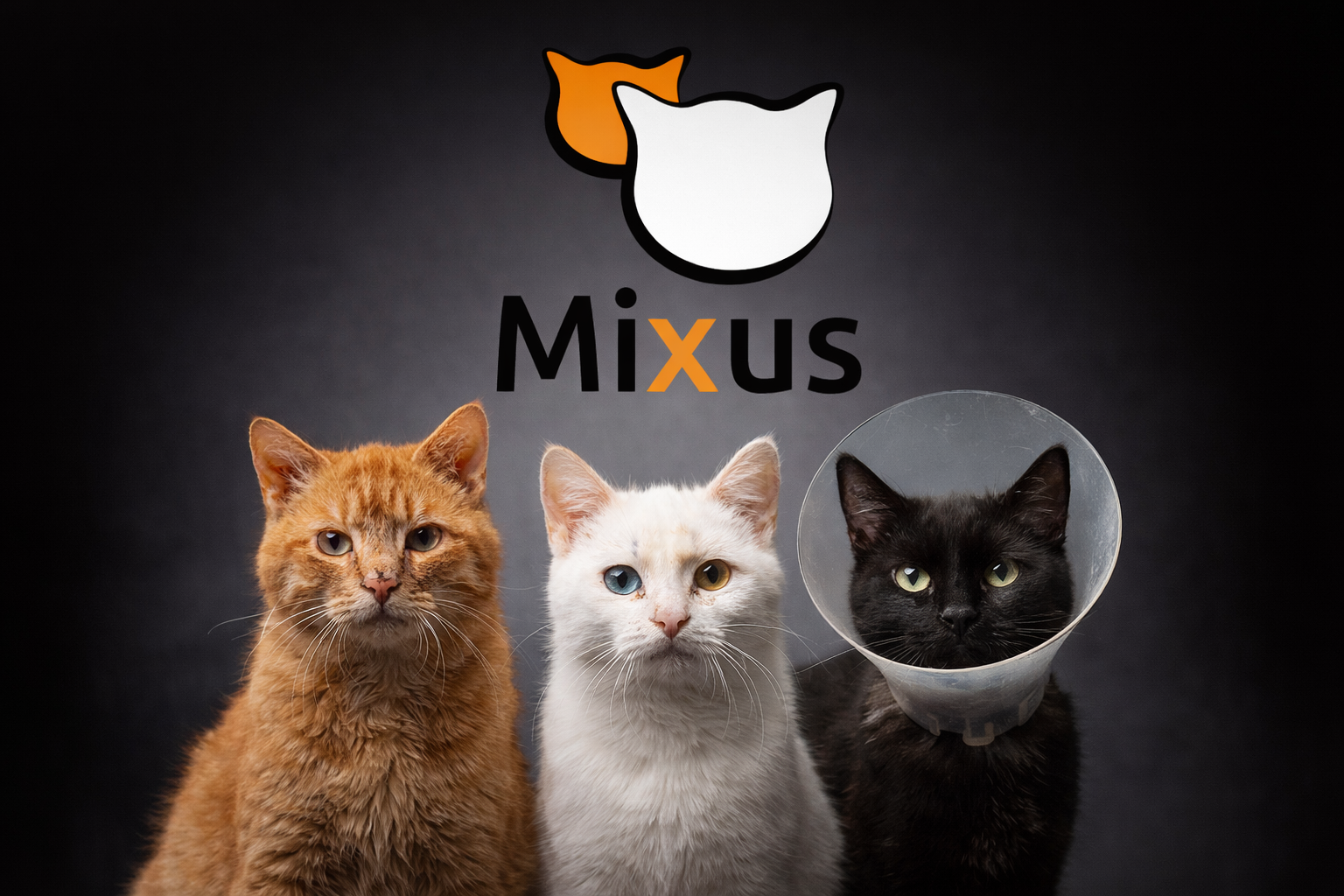 MIXU'S refugio de gatos en situación de abandono y maltrato