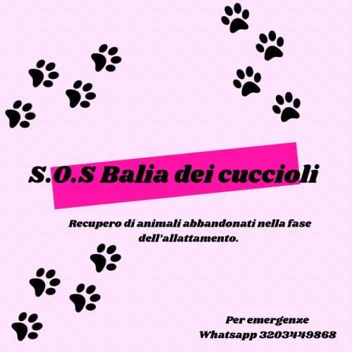 S.O.S Balia dei cuccioli