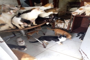 Tere_gatitos