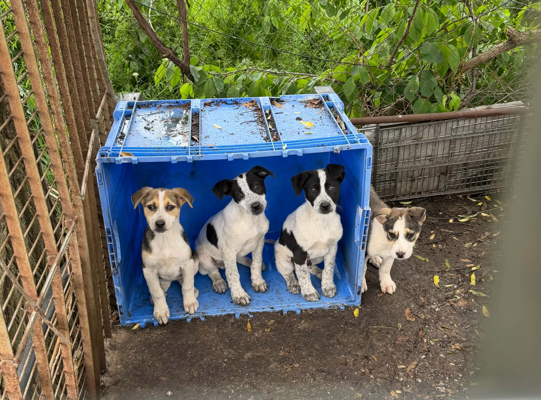 Breed Love Bulgaria – Gemeinsam Hunden und Katzen helfen