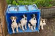 Breed Love Bulgaria – Gemeinsam Hunden und Katzen helfen