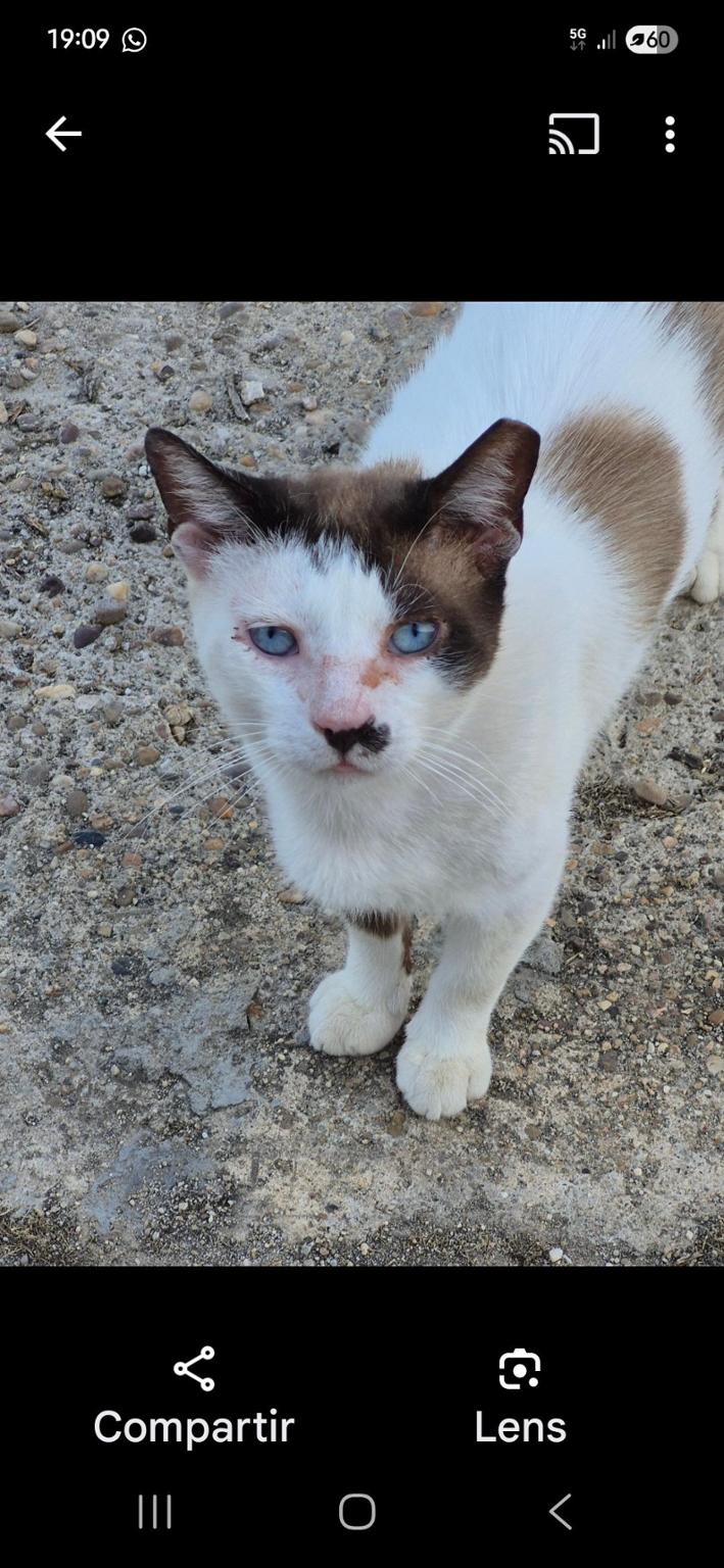 Colonia Felina Tarazona: Gatitos con Alma Sevillana