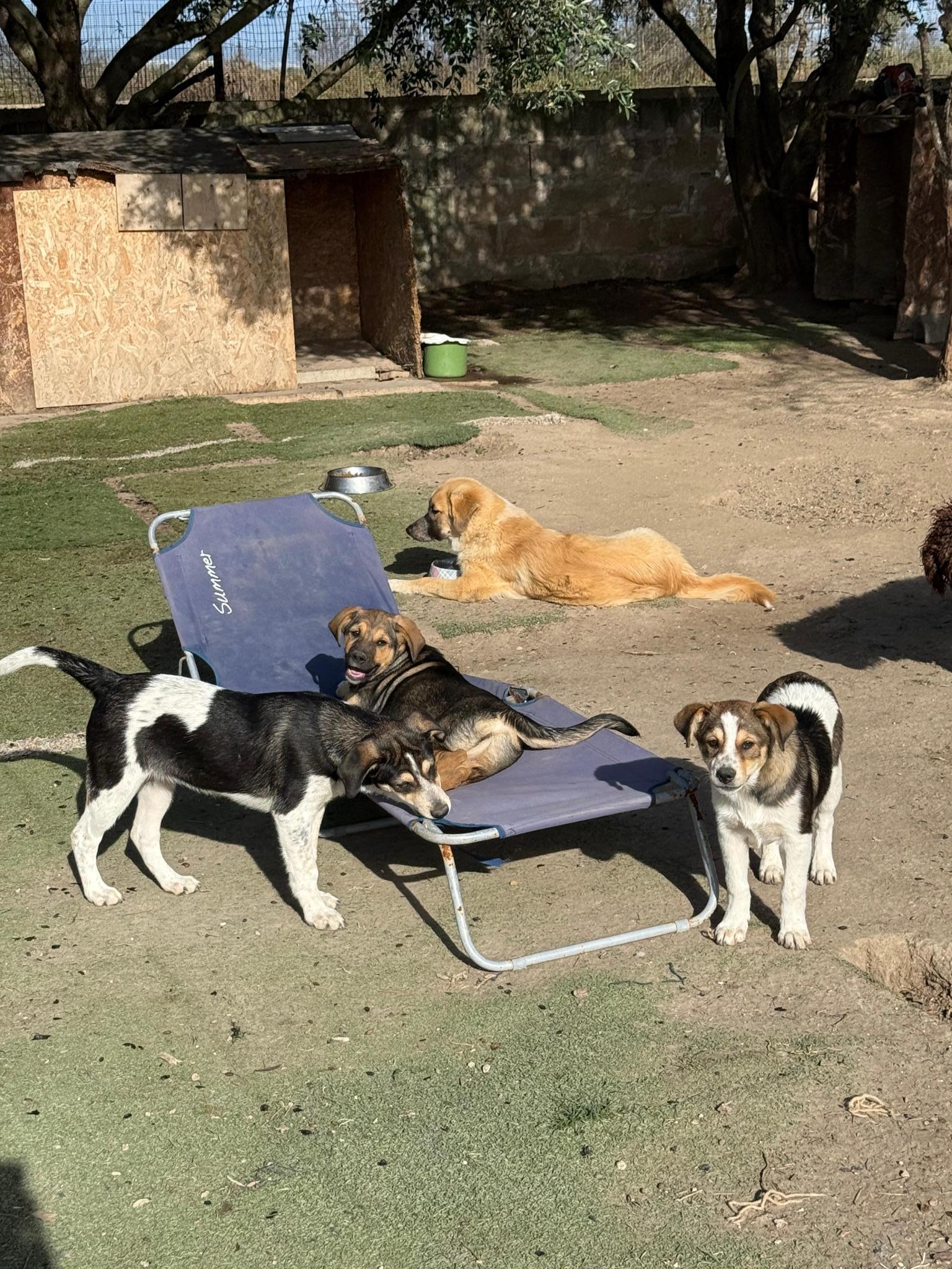 Gli amici di Morgana Odv - Gruppo Teaming