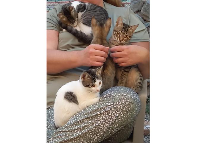 Animal Shelter PETjades