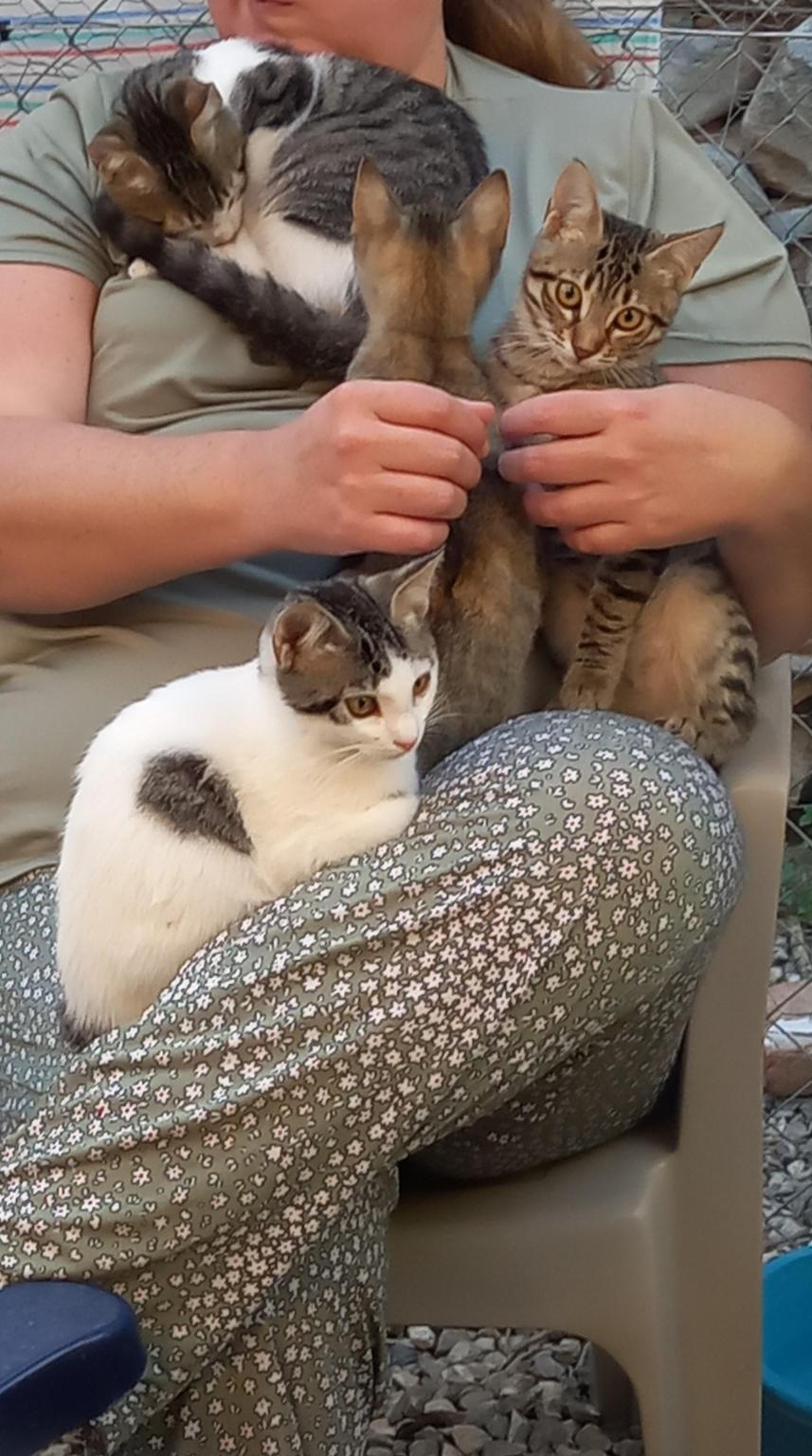 Animal Shelter PETjades