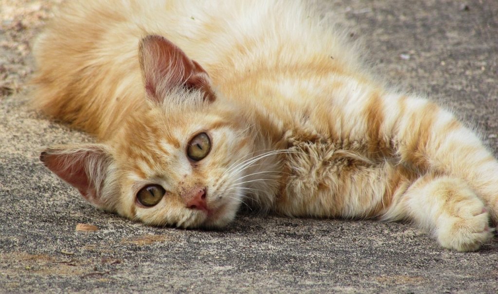 Bigotes felinos Las Pedroñeras