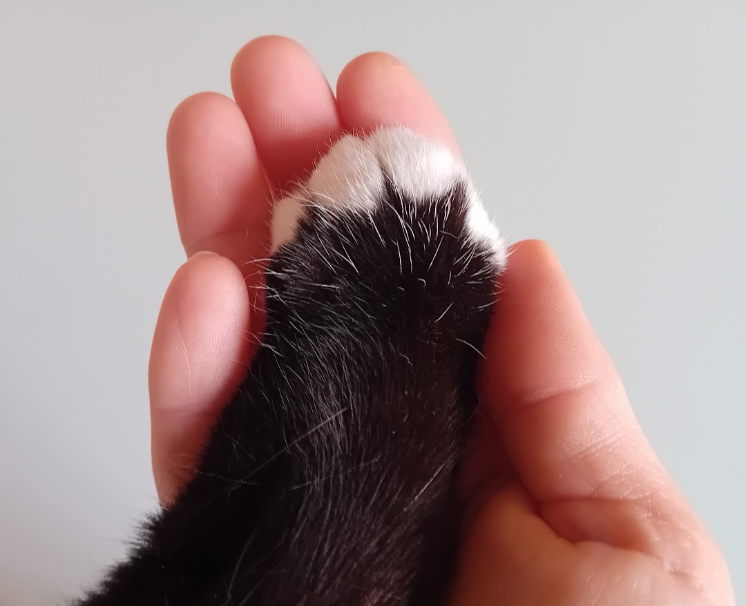 Association La Main à La Patte, 56490 Mohon, France