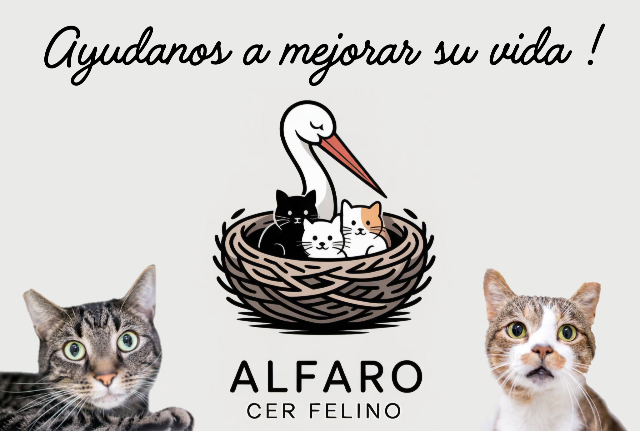 ALFARO CER FELINO