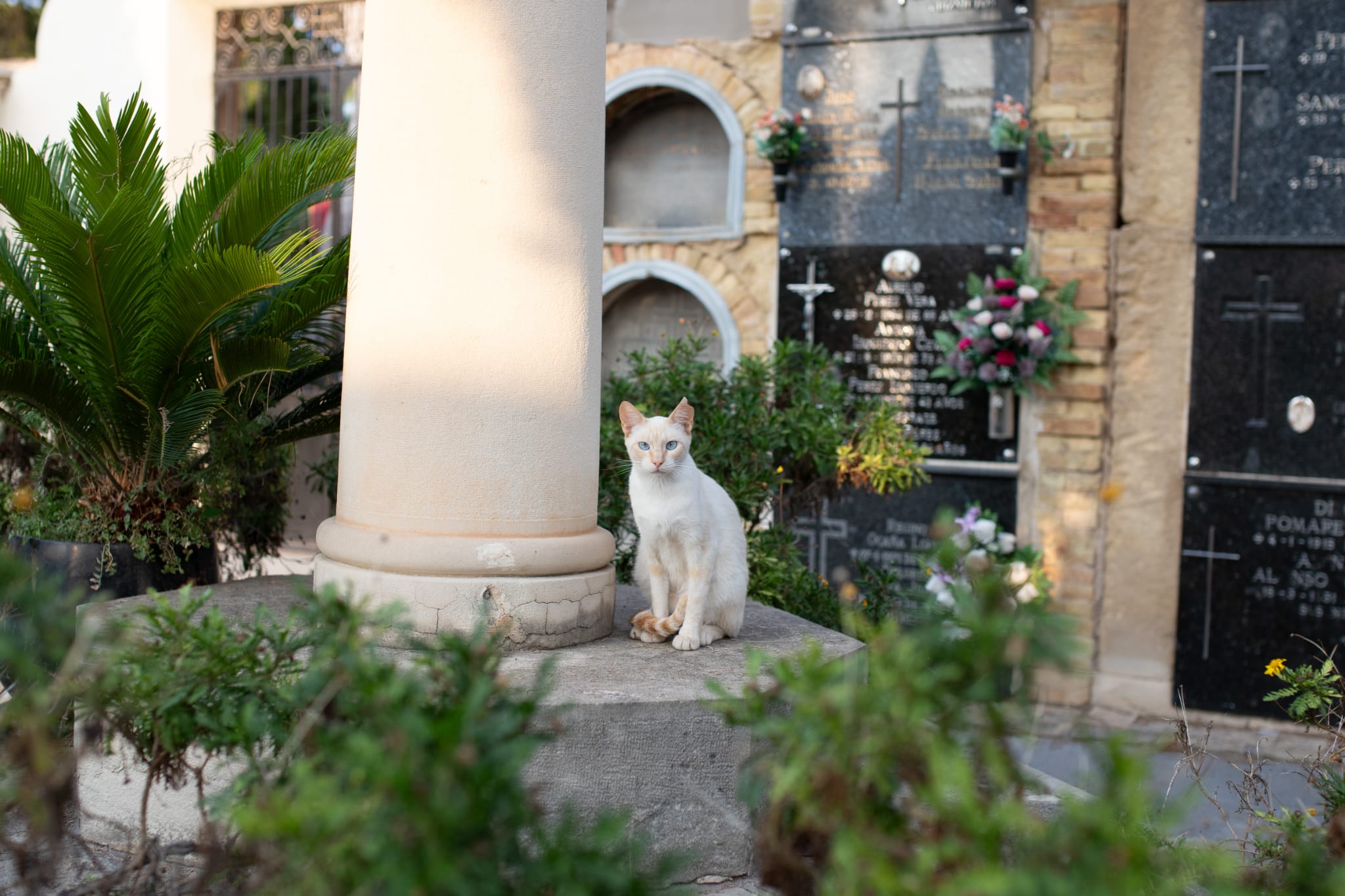 Colonia felina del Cementerio de Elche