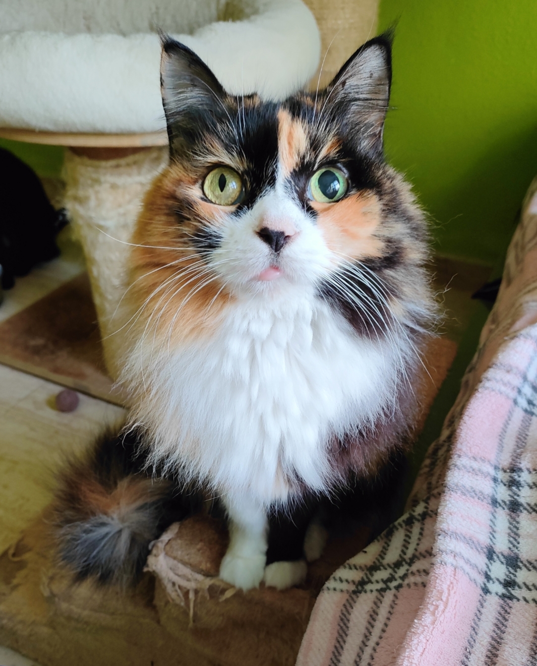 Gaticos y Perretes Murcia - 