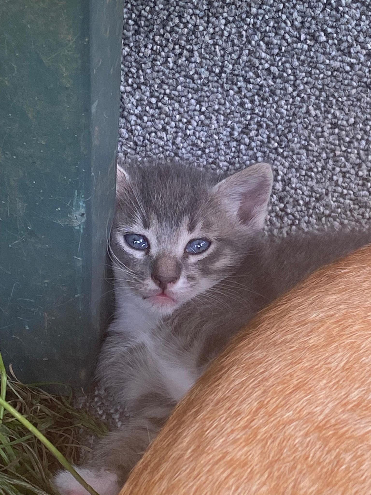 GATOSOS CANTABROS - Rescate gatitos bebés