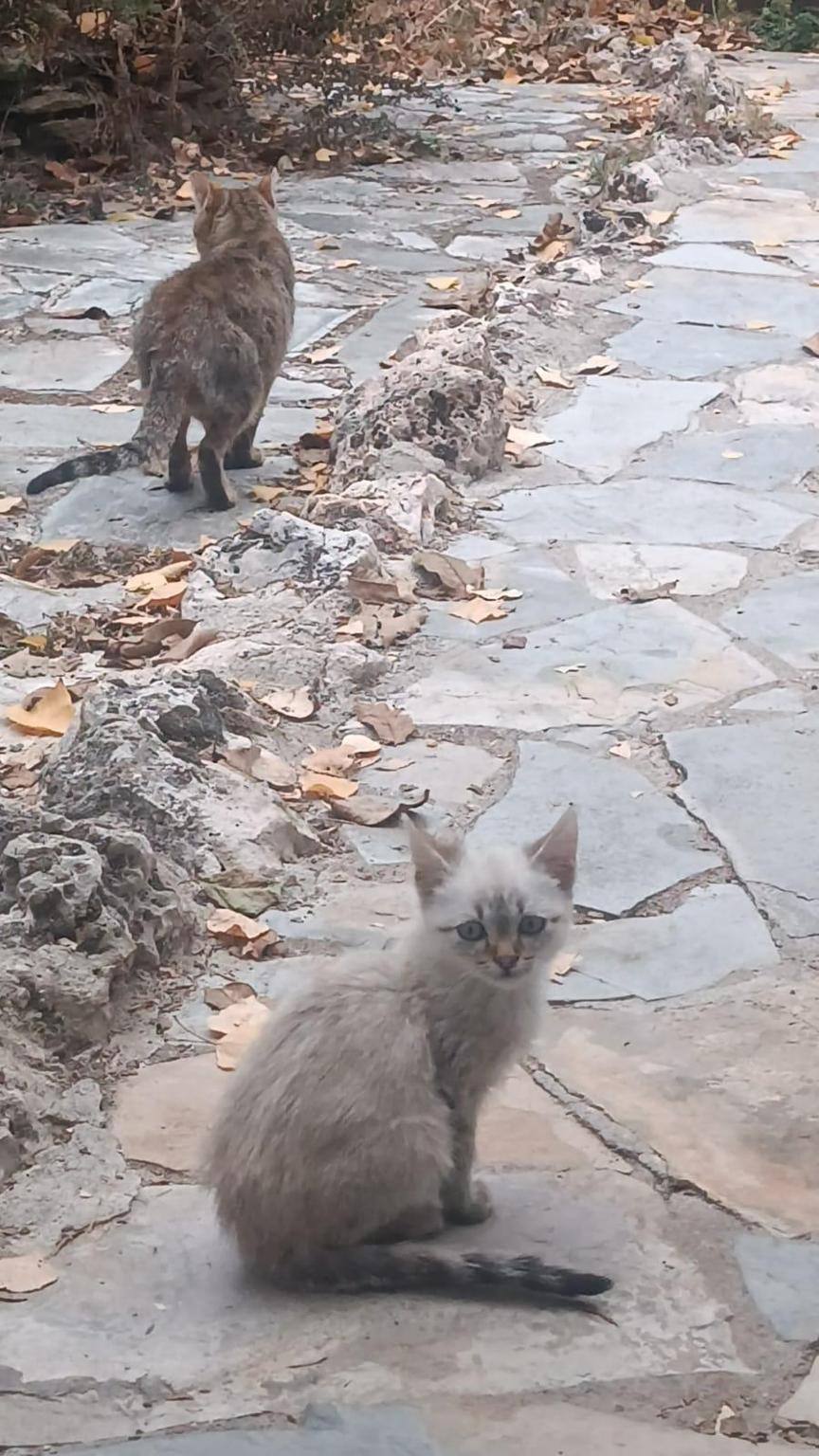 Gatos de campo