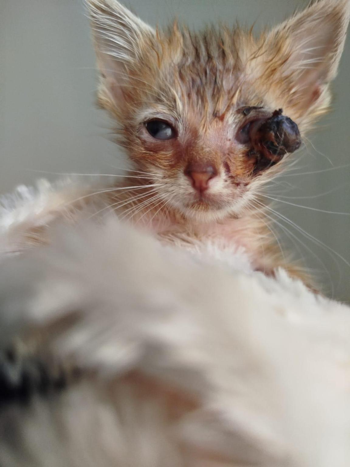 Betilagun. Asoc. Protectora de Animales. ¡Ellos lo merecen!