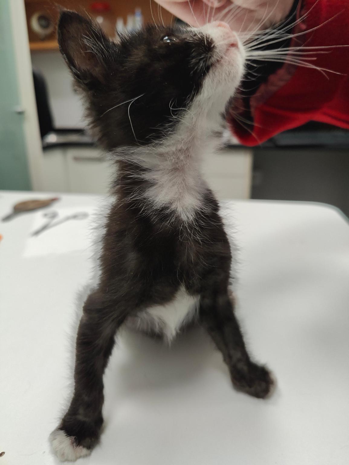 Betilagun. Asoc. Protectora de Animales. ¡Ellos lo merecen!