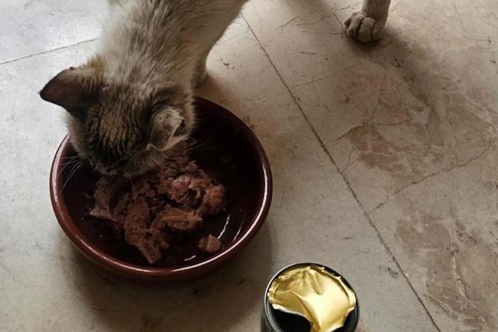 Straßenkatzen Son Macia