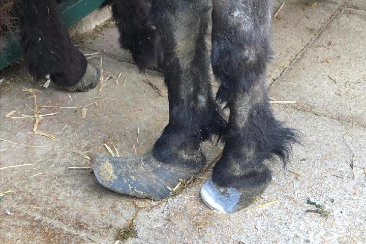 Hufschmied fuer das Easy Horse Care Rescue Center