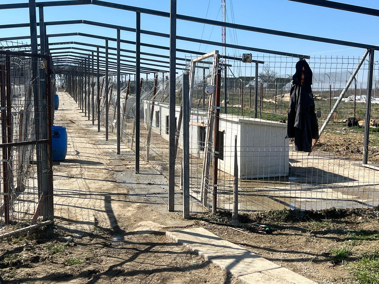 A Heart for Paws in Romania