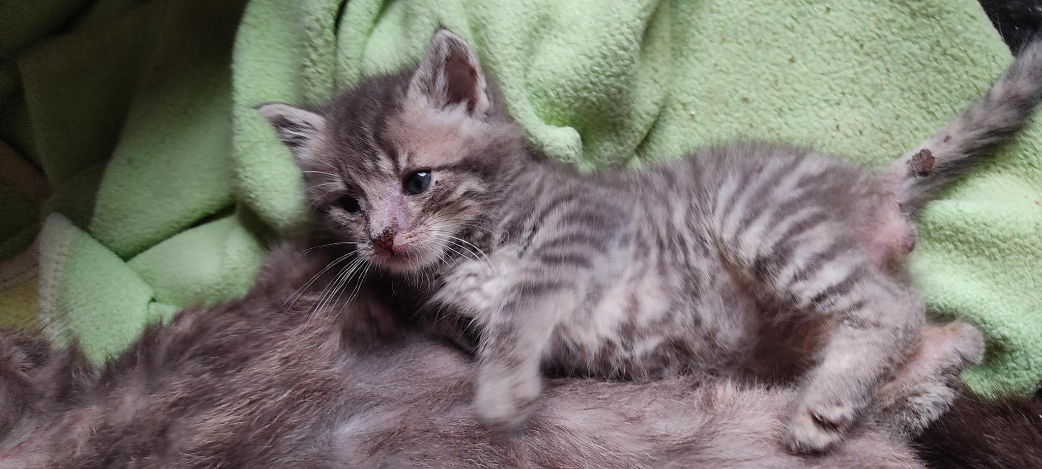 Les chats d'Emilia