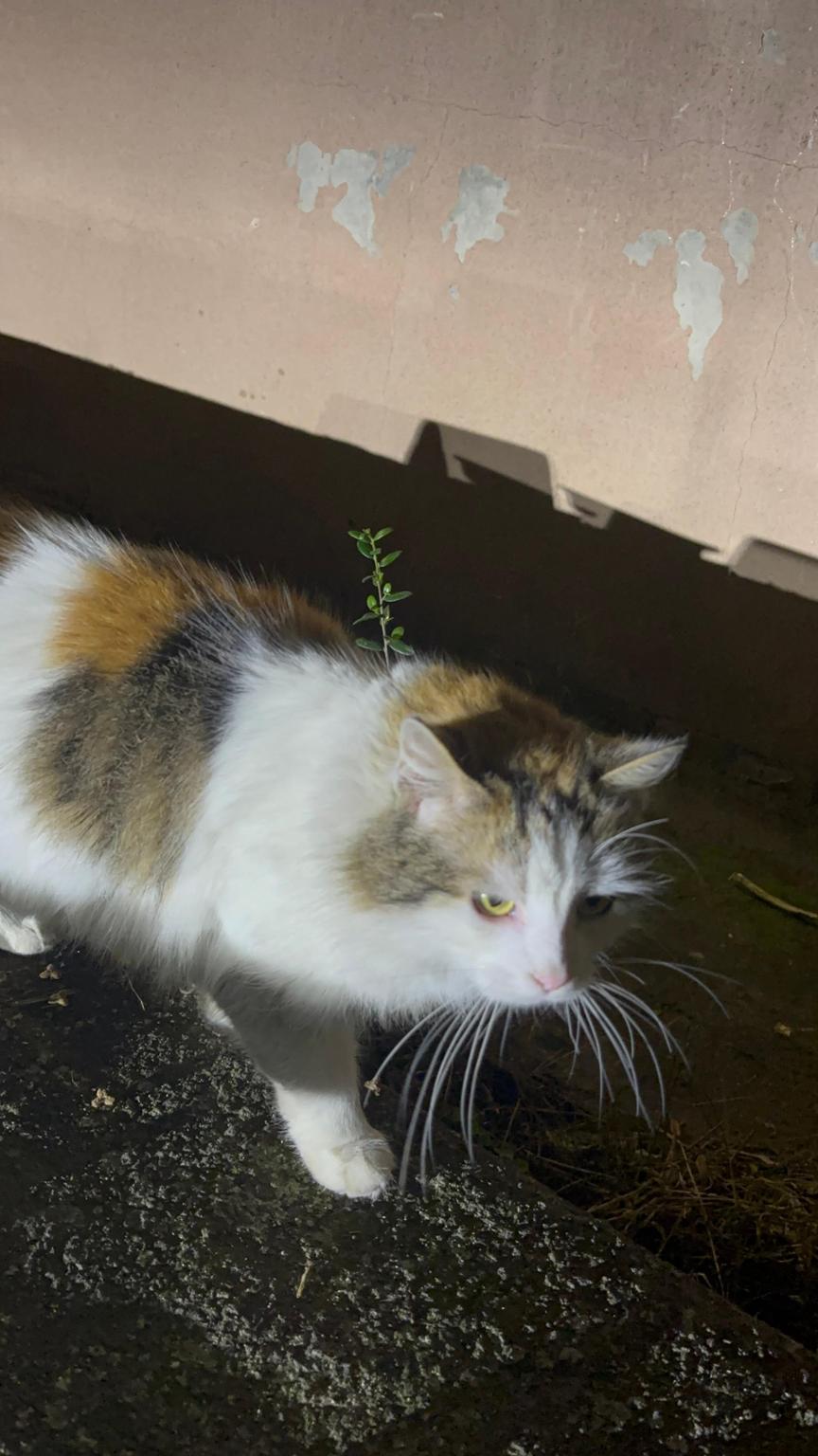 Aiuta I micetti di Catania