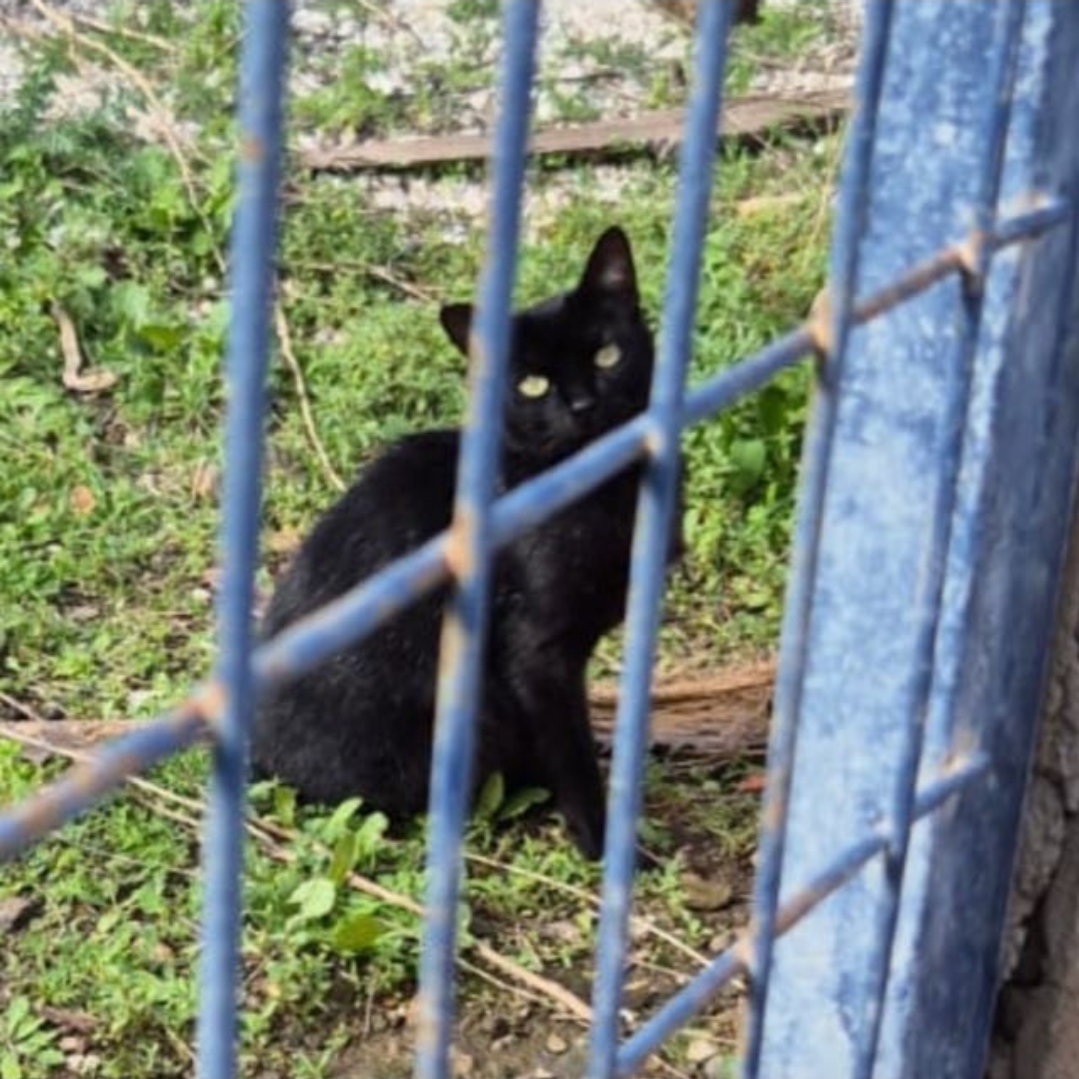 Ayuda a los gatitos de Isa