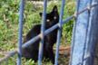 Ayuda a los gatitos de Isa