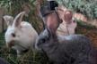 ASF - Aide sans Frontières Tierschutz