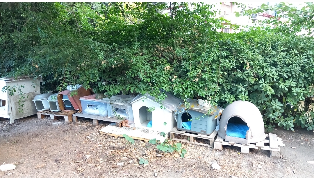 I gatti della Villa Peripato