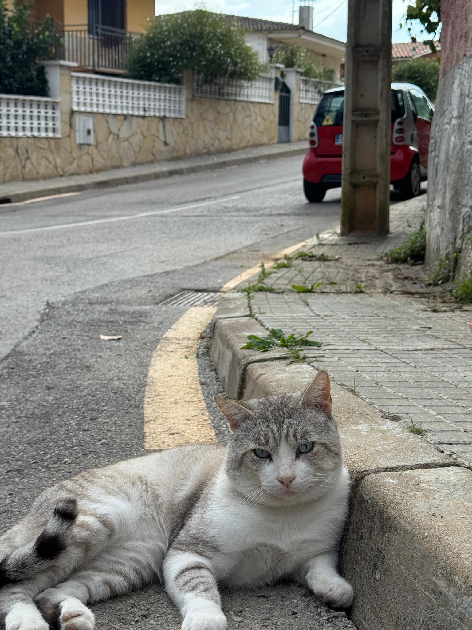 Colònia 08191 – Gats de Castellnou