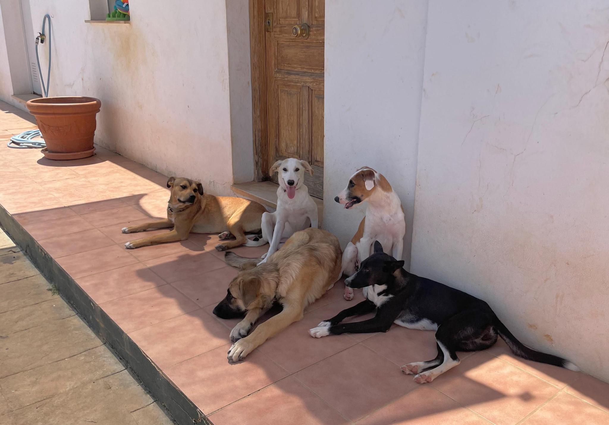 SOS Animales (Cantalobos)