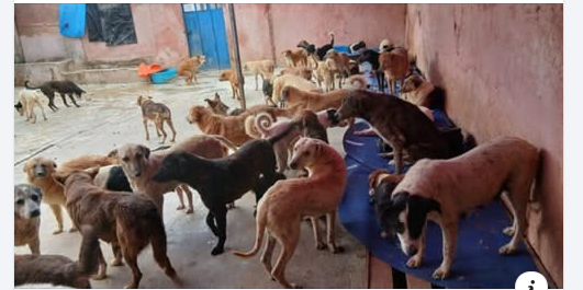 Refuge Chiens chats Arrahma Fès