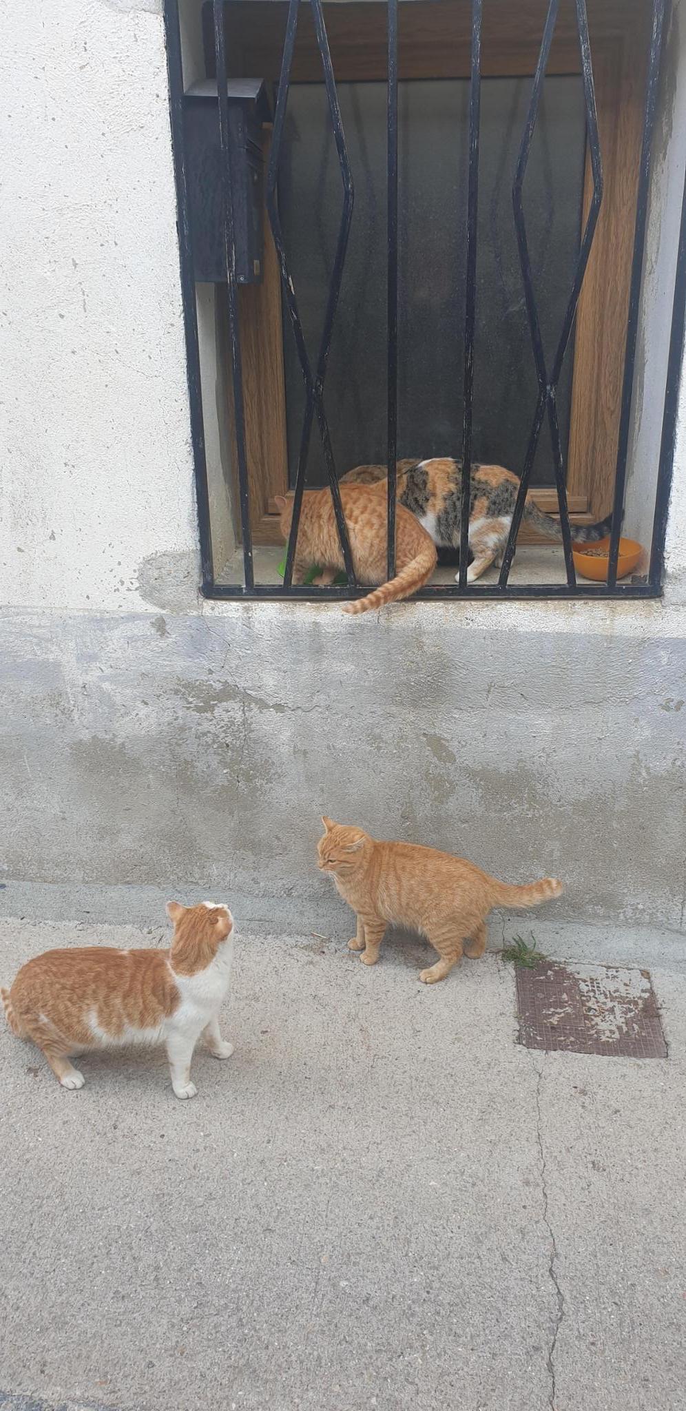 GATUNEROS