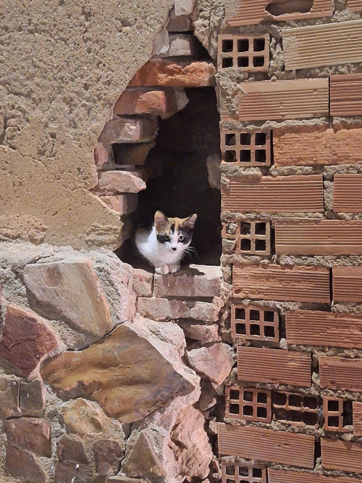 Método CER. Bastet. Comunidad Felina (Malagón)