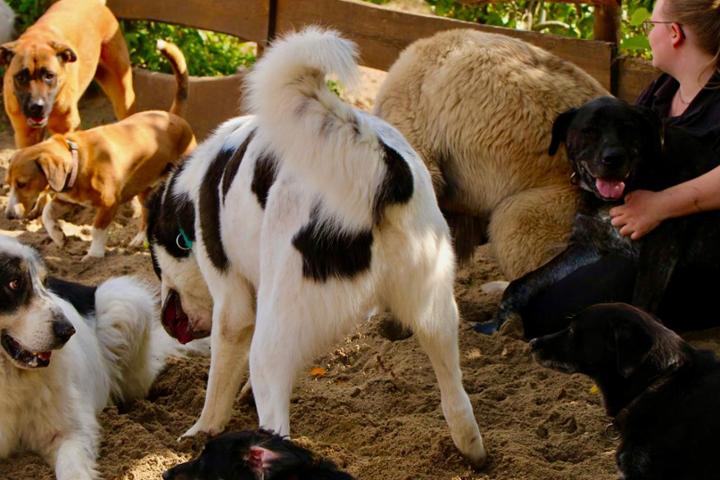 Multi Kulti Doggroup Polenz e.V. in Saxony