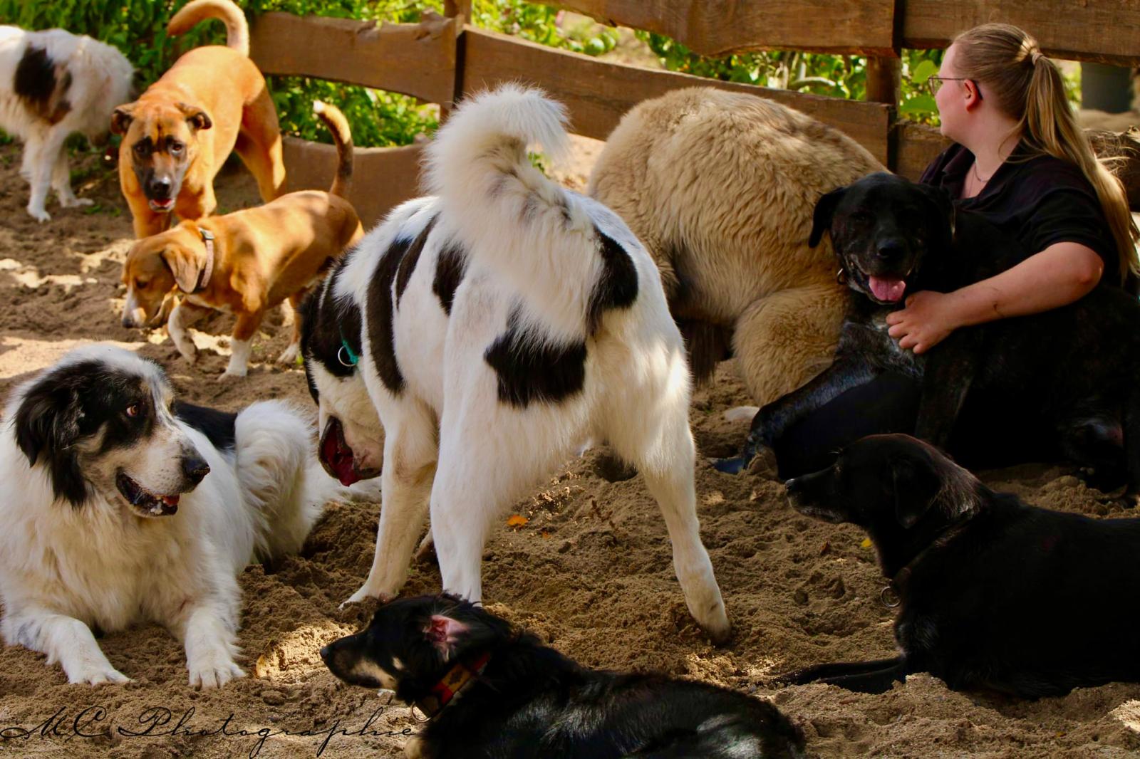 Multi Kulti Doggroup Polenz e.V. in Saxony