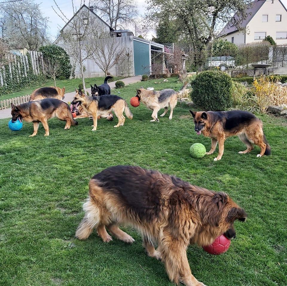 Si Ma's Schäferhundrettung